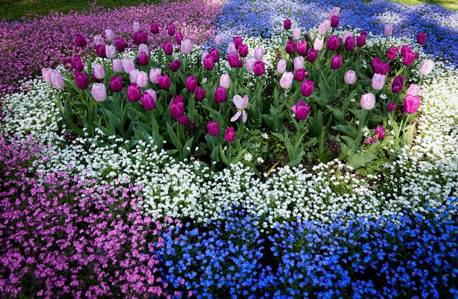 A vibrant garden bed featuring a central cluster of pink and purple tulips with tall, smooth green leaves, surrounded by a dense border of small white, blue, and pink flowering plants. The tulips are 