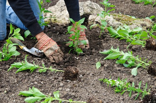 Gardener Sanderstead team working on garden maintenance